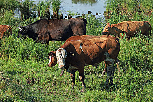 số khánh hòa