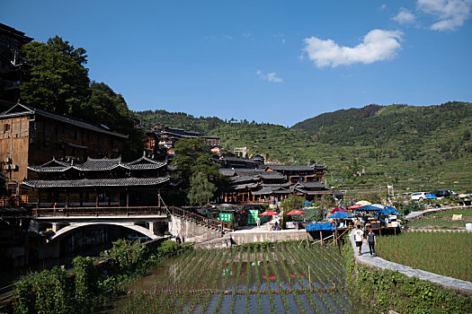 bạch thủ lô