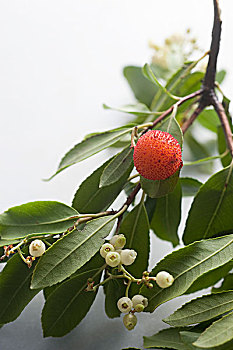 xổ số đồng tháp hàng tuần
