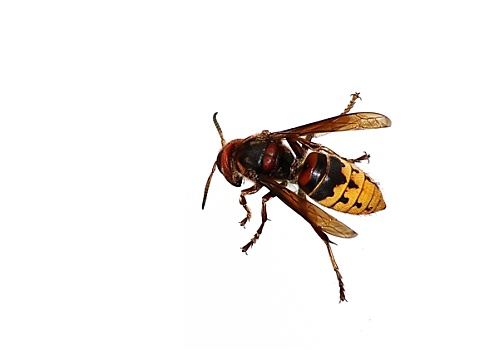soi cau dau duoi mb