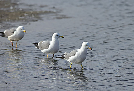 xs vung tau