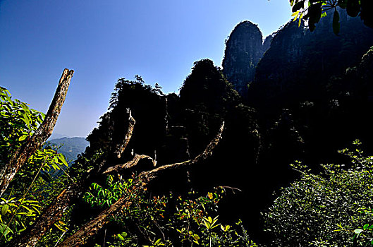 bạch thu lo mb