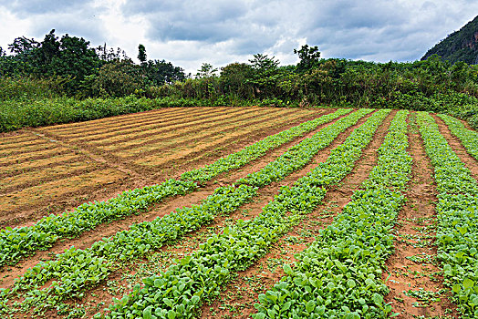 lô chuẩn miền bắc