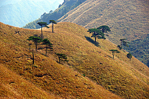 soi câu rong bach kim