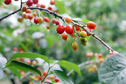 soi cầu long an