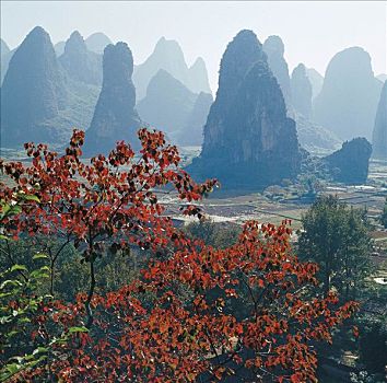 cau lo rong bach kim