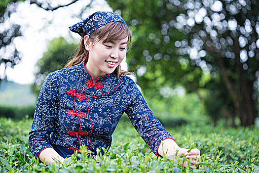 bạch thủ lô chuẩn