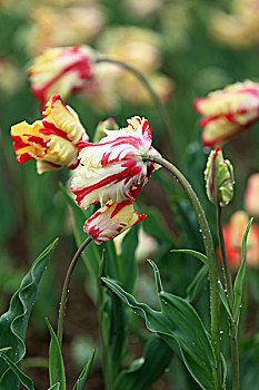 thống kê xổ số tây ninh