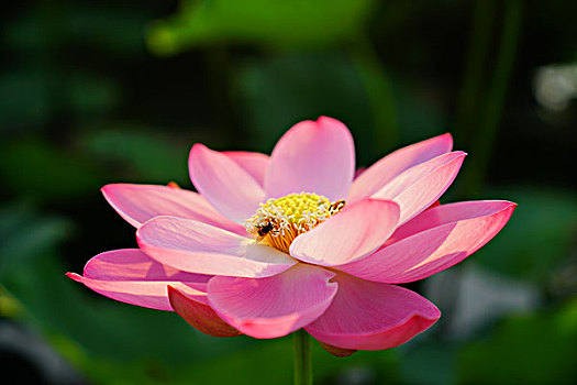 kqxs bạc liêu