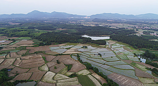 soi cau rong bach kim 888 hom nay