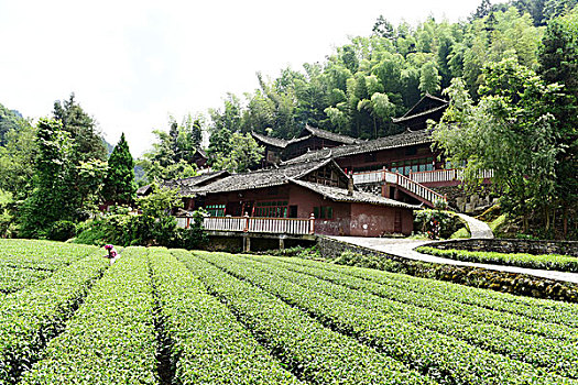 soi cau lo rong