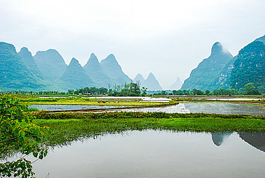 xstd rong bach kim
